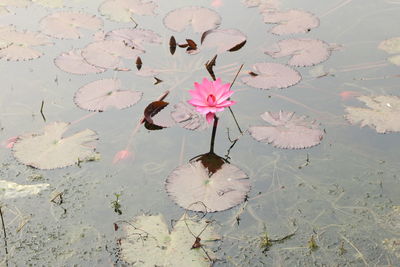 High angle view of pink water lily blooming in pond