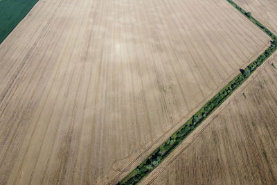 High angle view of corn field