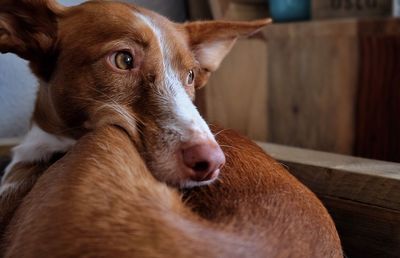 Close-up portrait of dog