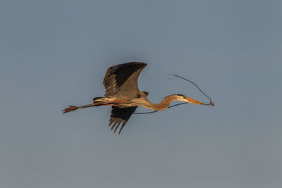 Bird flying against clear sky