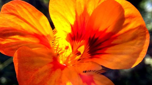 Macro shot of hibiscus flower