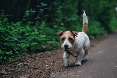 Dog carrying pinecone while walking on dirt road in forest