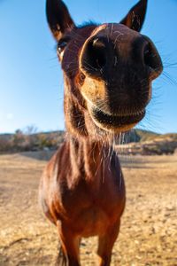 Close-up portrait of a horse on field