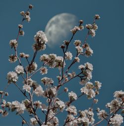 Low angle view of cherry blossoms against blue sky