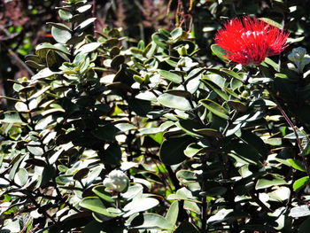 Close-up of flowers blooming outdoors