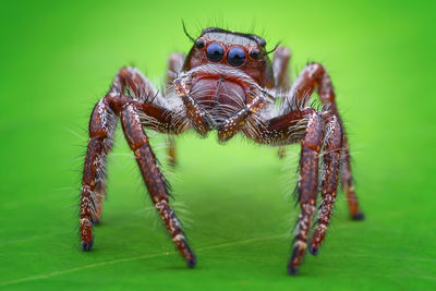 Close-up of spider