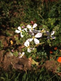 Close-up of white flowers