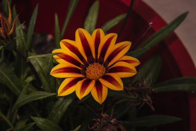 Close-up of yellow flower