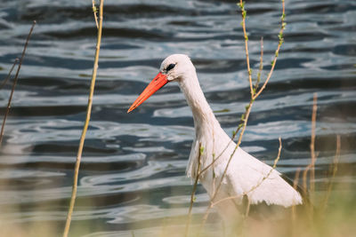 Close-up of bird in lake