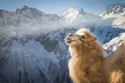 View of sheep on snowcapped mountain