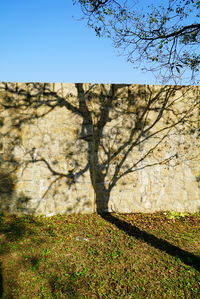 Shadow of tree on landscape against clear sky