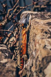 Close-up of lizard