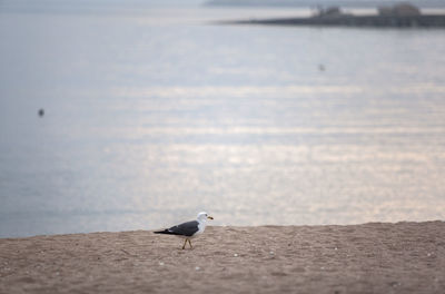 Seagull on shore at beach