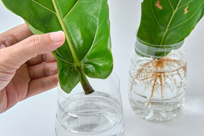 Close-up of hand holding glass of plant