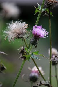 Close-up of pink thistle flower