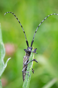 Close-up of insect on plant