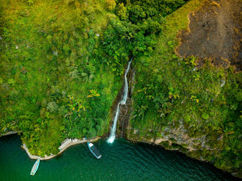 High angle view of bird on rock amidst trees in forest