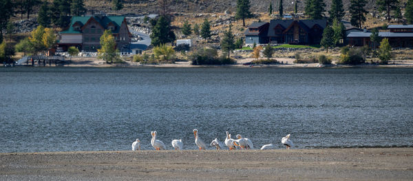 View of seagulls on beach