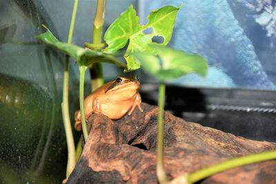 Close-up of frog on leaf