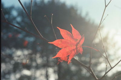 Close-up of red maple leaf against sky