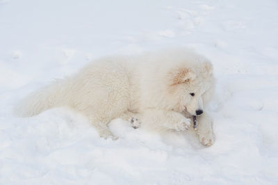 View of sheep on snow covered land