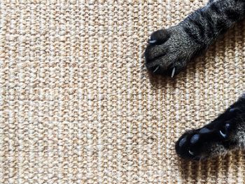 Close-up of dog on rug