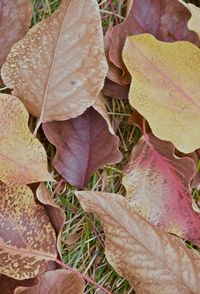 Close-up of autumn leaves