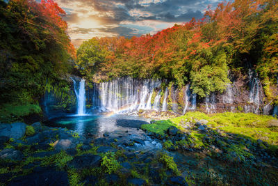 Scenic view of waterfall in forest