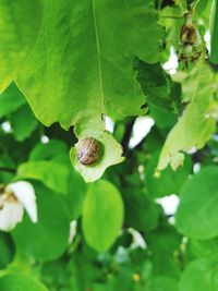 Close-up of snail on leaf