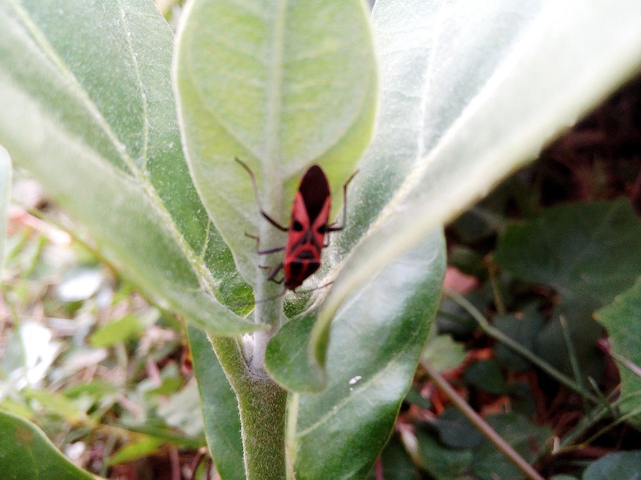 Bug on the leaf.