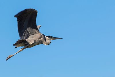 Low angle view of a bird flying