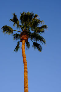 Low angle view of palm tree against clear sky