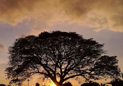 Low angle view of silhouette tree against sky at sunset