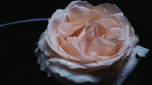 Close-up of white rose against black background