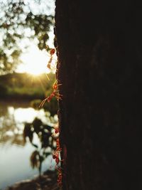 Close-up of insect on tree trunk against sky