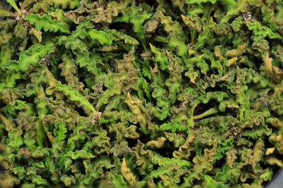 Full frame shot of fresh green plants