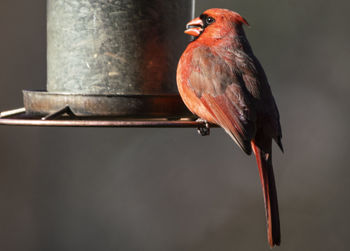 Nibbling away on the feeder