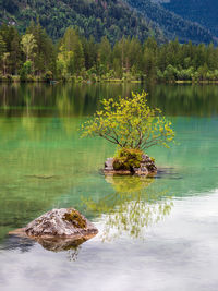 Scenic view of lake in forest