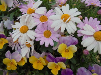 High angle view of pink flowering plants