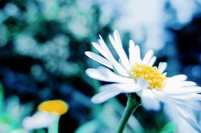 Close-up of white flowering plant