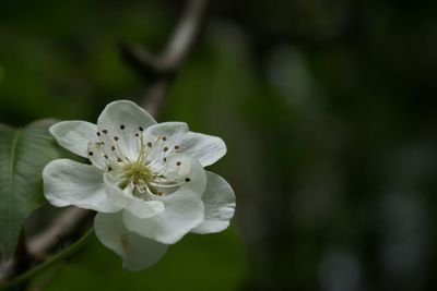 Close-up of white flowers blooming outdoors