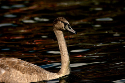 Close-up of swan on lake