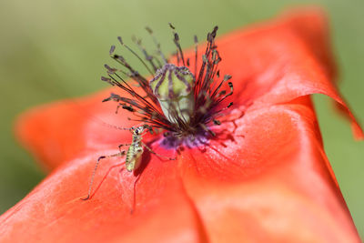 Close-up of insect on red flower