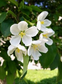 Close-up of white flowering plant