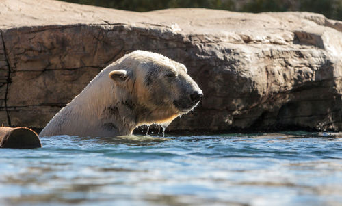 Polar bear swimming in lake