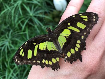 Close-up of butterfly on hand