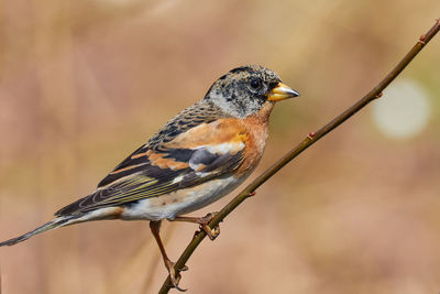 Close-up of bird perching on twig