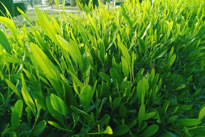 Full frame shot of fresh green field