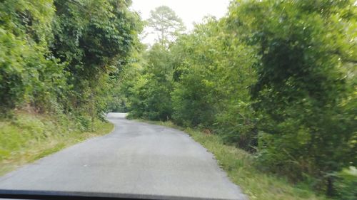 Country road along trees