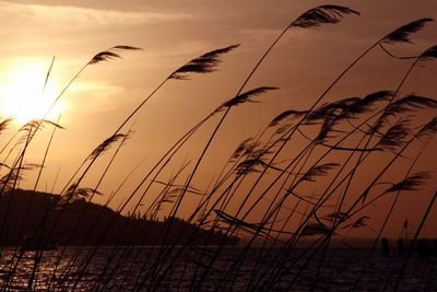 Silhouette plants on beach against sky during sunset